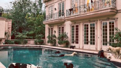 Which hotels welcome pets for traveling guests?