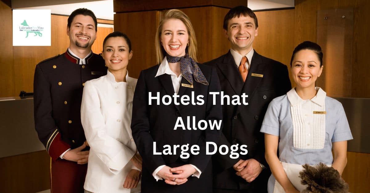 Does the Holiday Inn Allow Pets? (2025 Update) | Hepper Does the Holiday Inn Allow Pets? (2025 Update) | Hepper