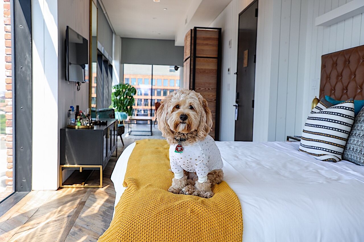 Which hotels are pet-friendly for guests traveling with pets?