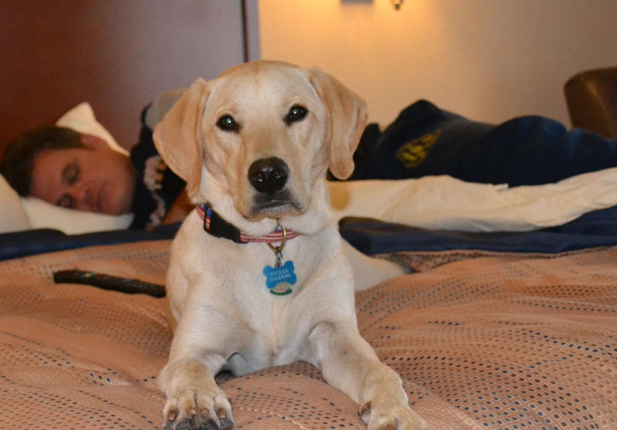 What Makes a Hotel Truly Pet-Friendly Which hotels allow pets to stay with guests?